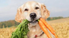 Collection image for: Dog Treats