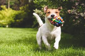 Banner image for: <h2>Unique dog toys </h2>