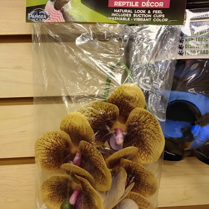 Pangea Hanging Orchid, Yellow